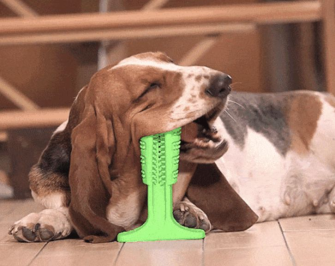 Como escovar os dentes do seu cachorro sem estresse? Aprenda aqui!