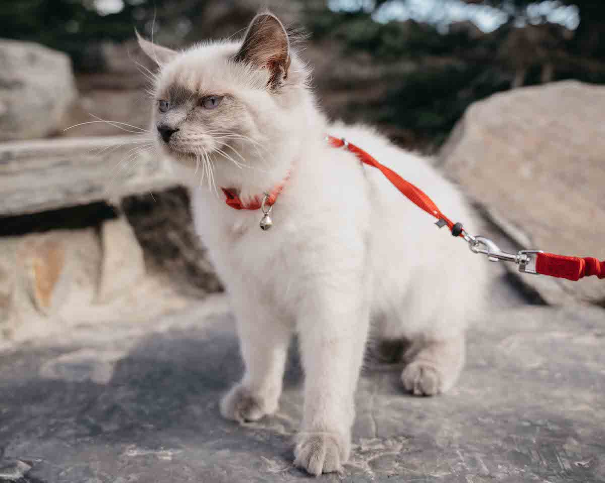Como escolher peitorais de passeio para gatos? – Bichinho Virtual | Blog